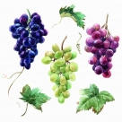 Wine grapes