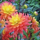 Dahlia