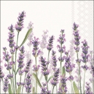 Lavender shades wh.