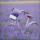 Bike lavender field