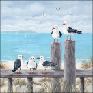 Seagulls on the dock
