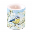 Blossom time
