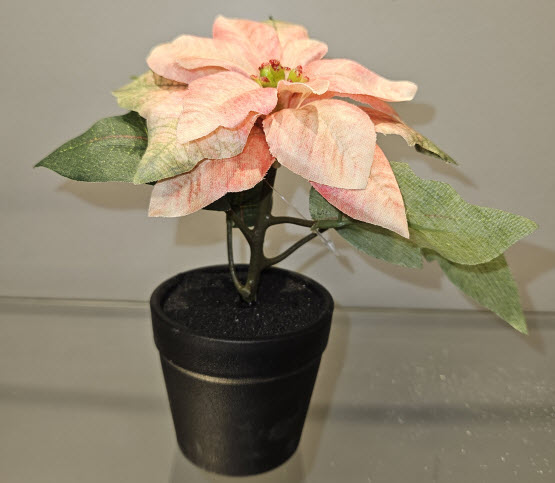 Poinsettia in pot