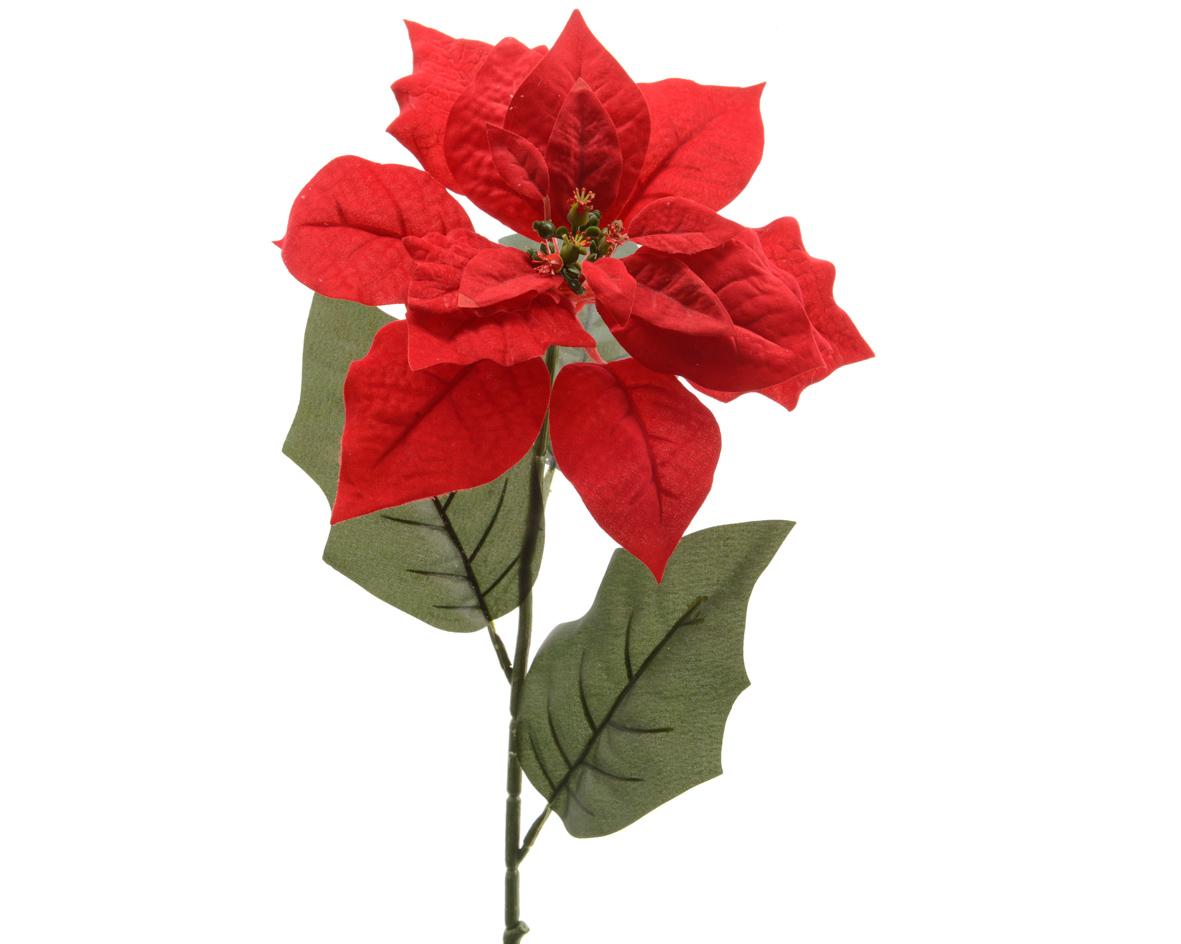 Poinsettia