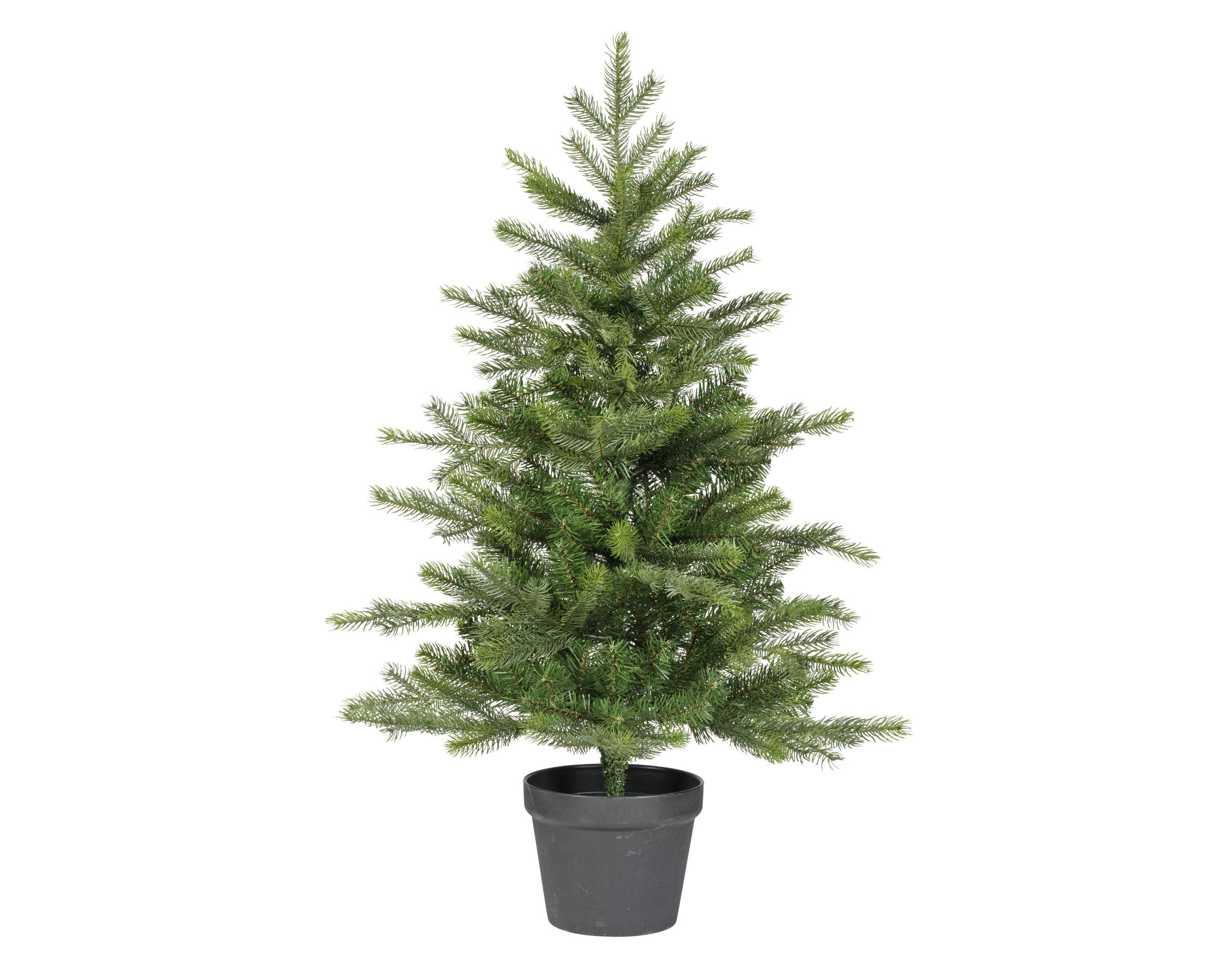 Xmastree grandis pot