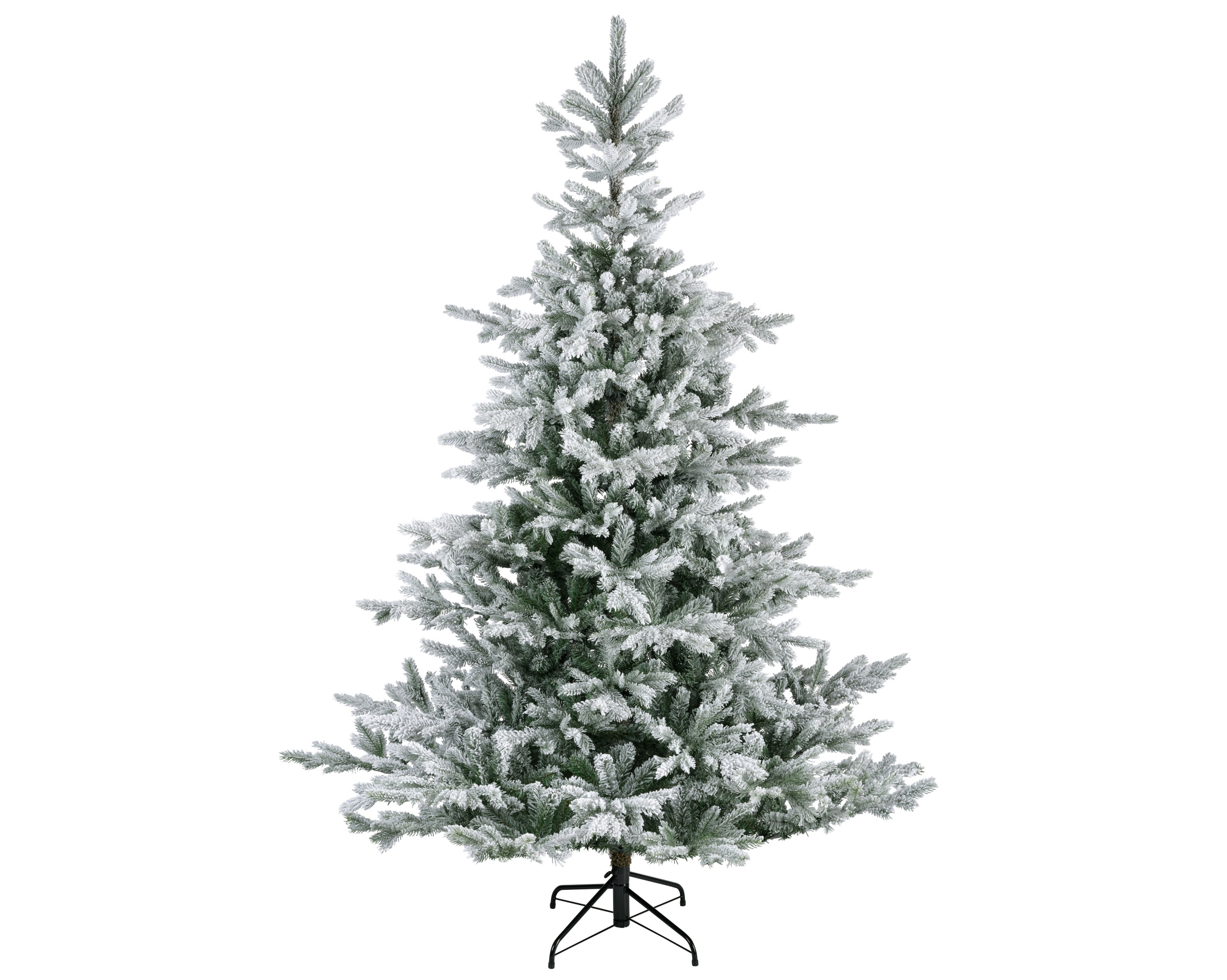 Xmas tree grandis