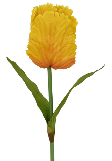 Tulip spray xl