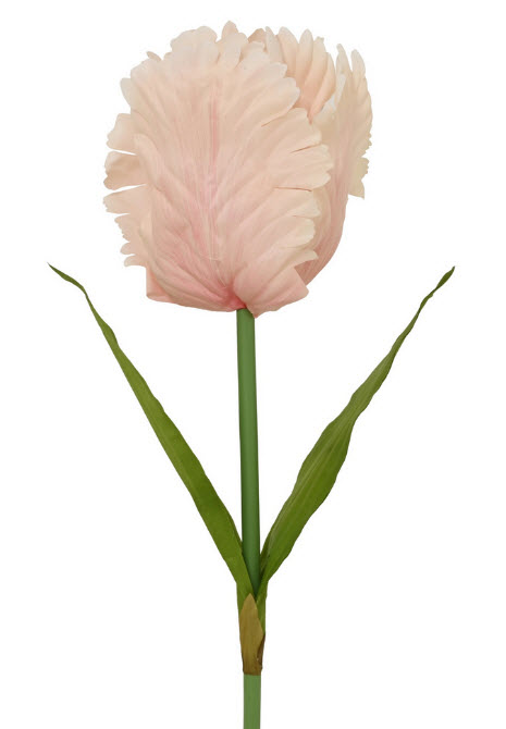 Tulip spray xl