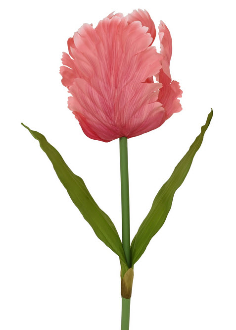 Tulip spray xl