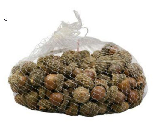 Acorn