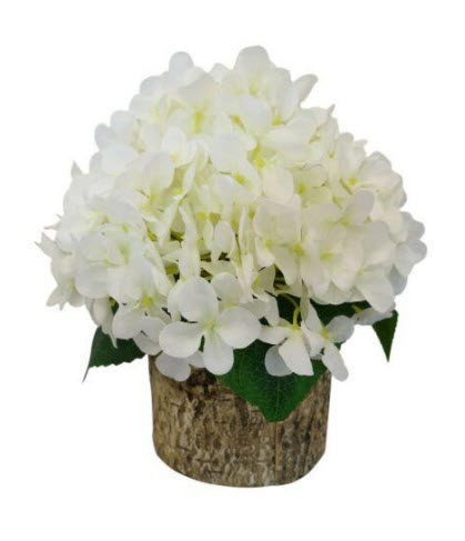 Hydrangea in pot