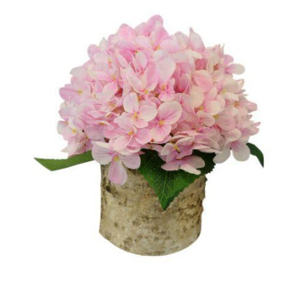Hydrangea in pot