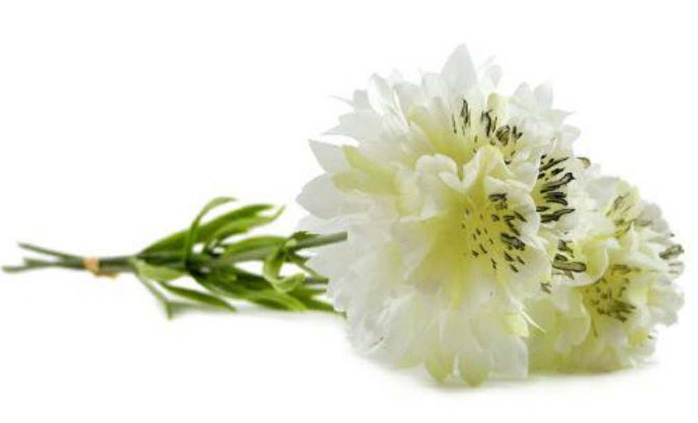 Scabiosa bundle