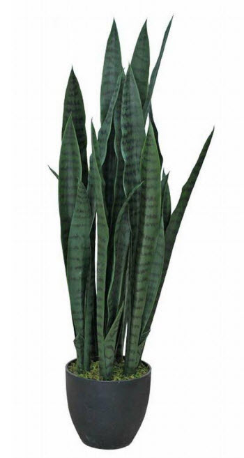 Sanseveria