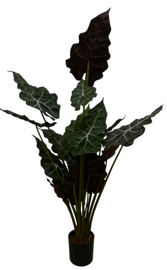 Alocasia 16lvs x4