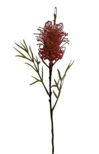 Cirsium protea spray
