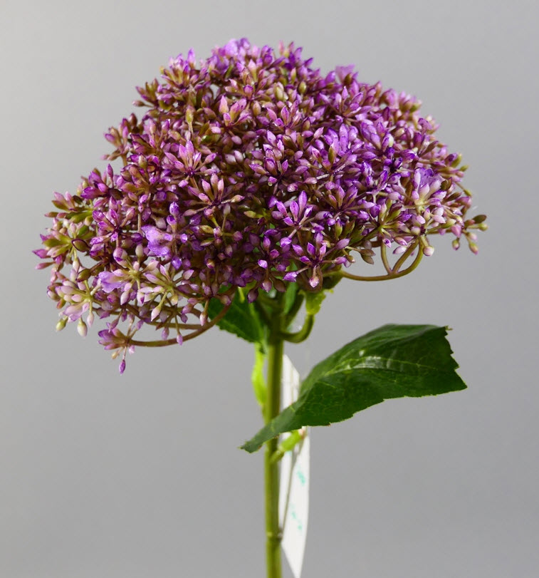 Alium spray