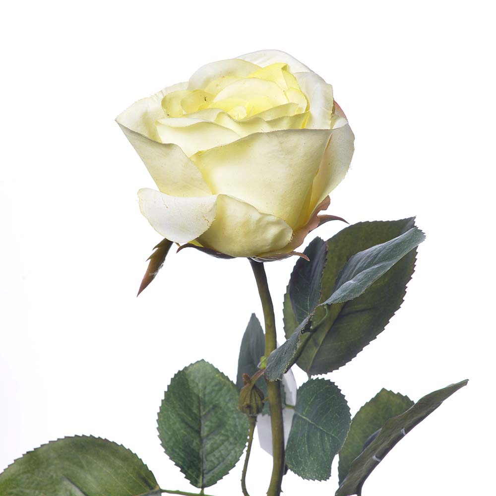 Rose x1