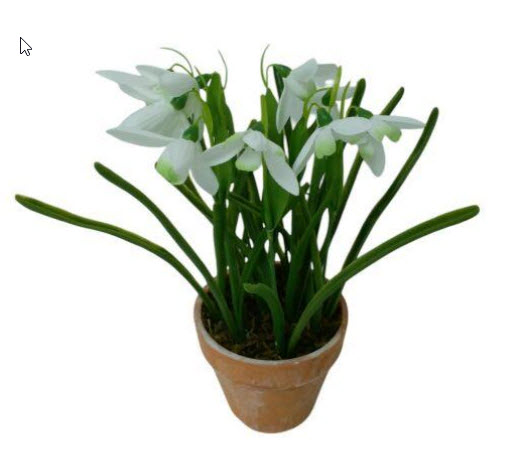 Snowdrop in pot