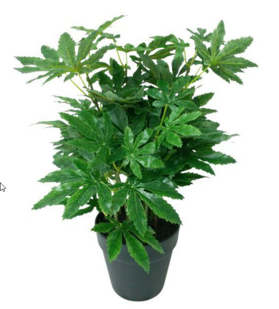 Hemp in pot