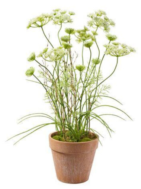 Hemlock in pot