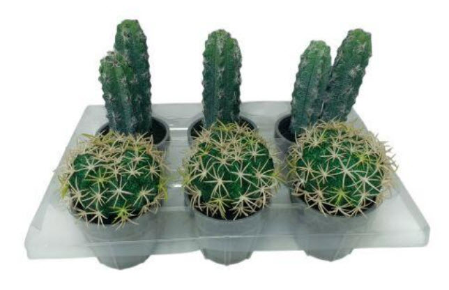 Cactus