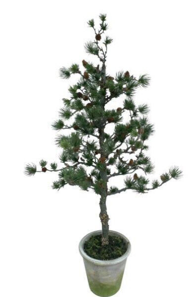 Cedar mini tree