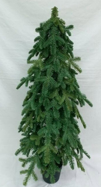 Noble pine tree