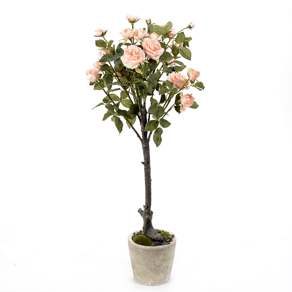 rose-plant-in-pot-product-van-remoortel