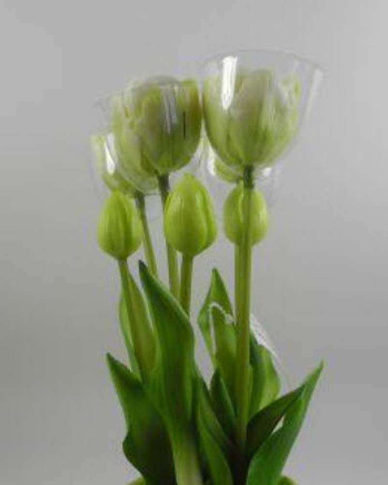 Tulip bundle x7