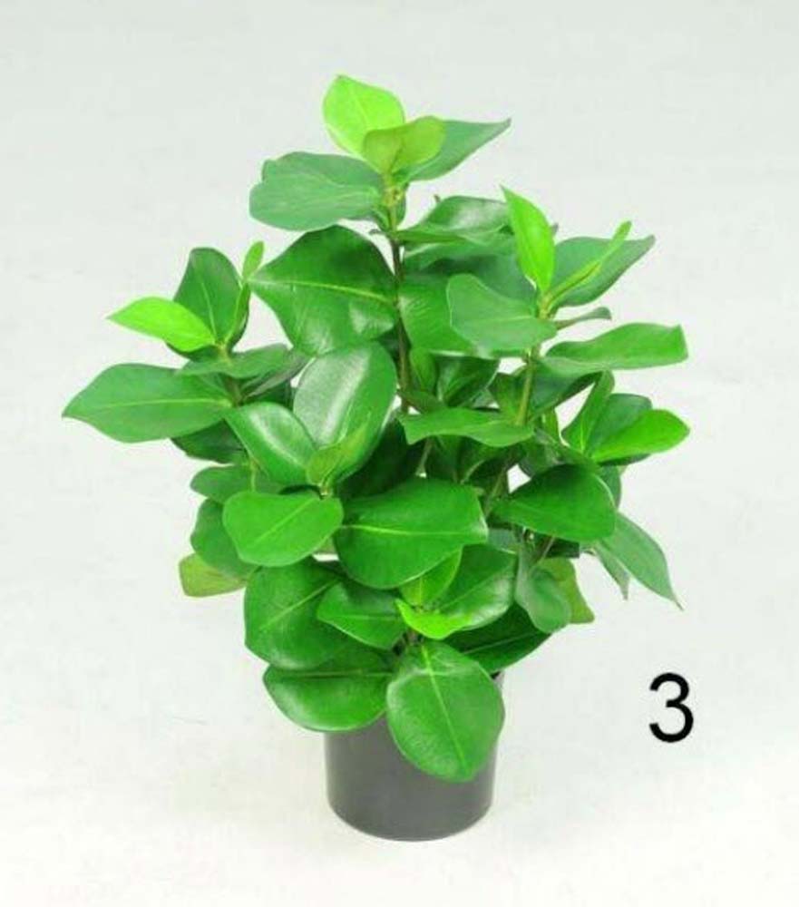 Clusia potted bush