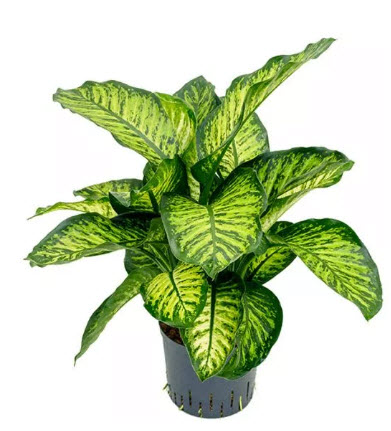 Dieffenbachia 26lvs