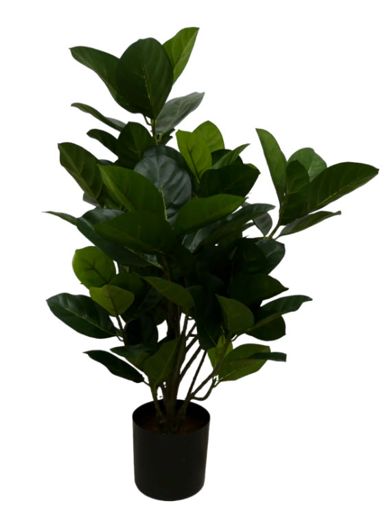 Schefflera 450lvs