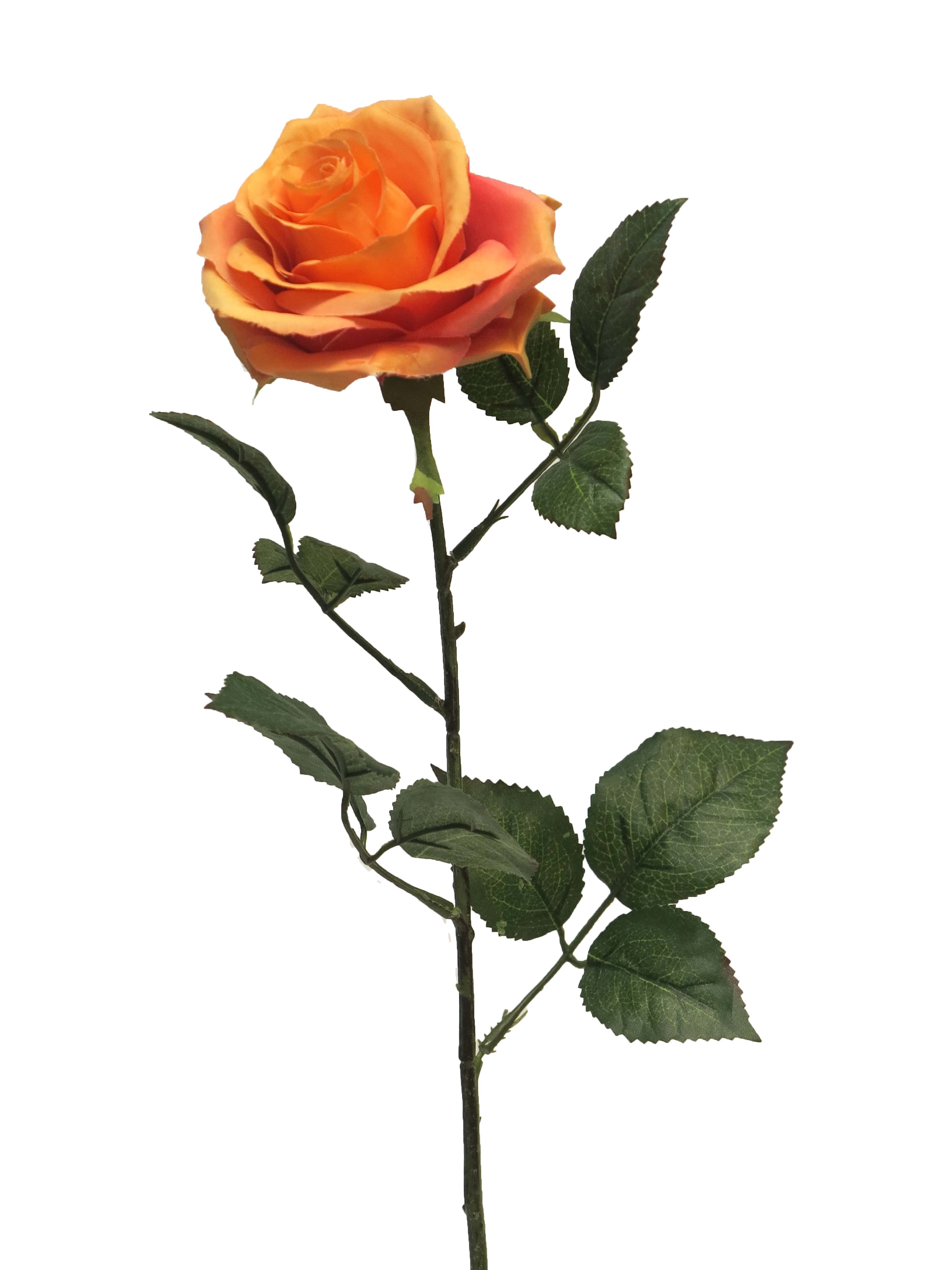 Rose dijon