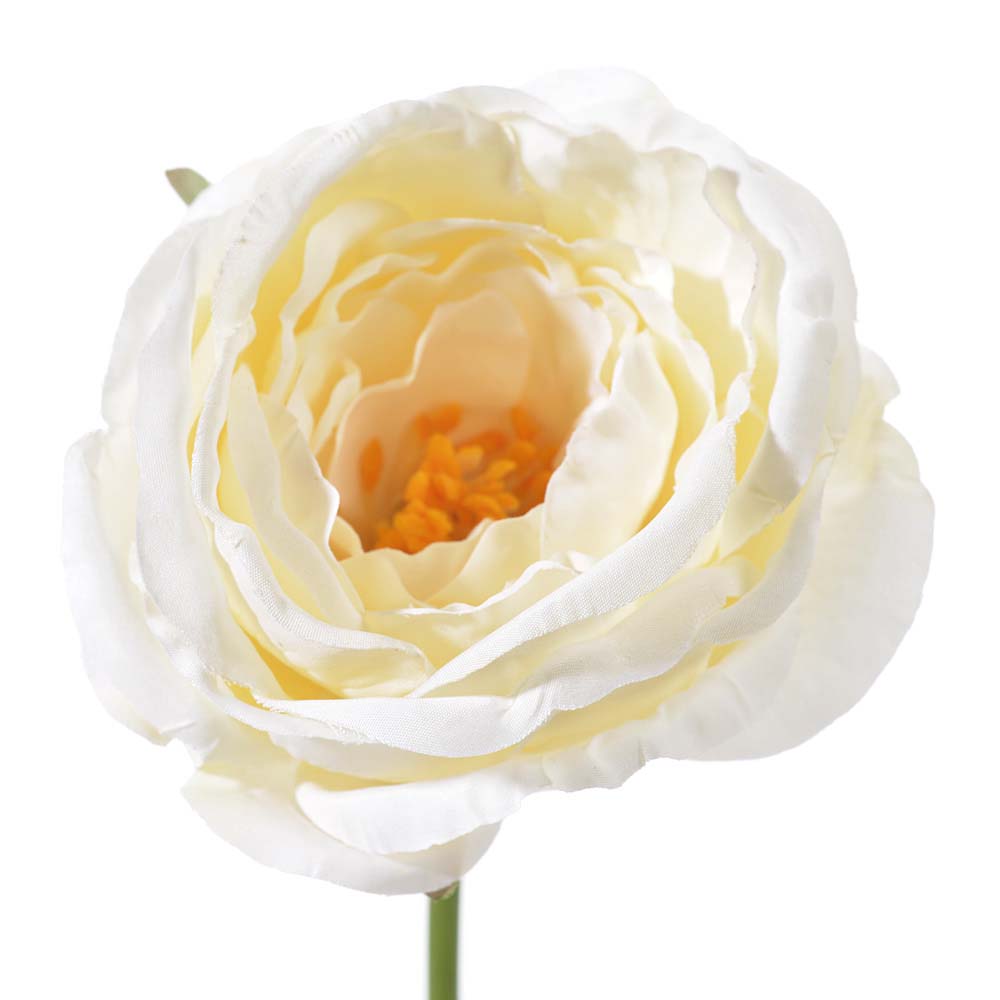 Rose rodin