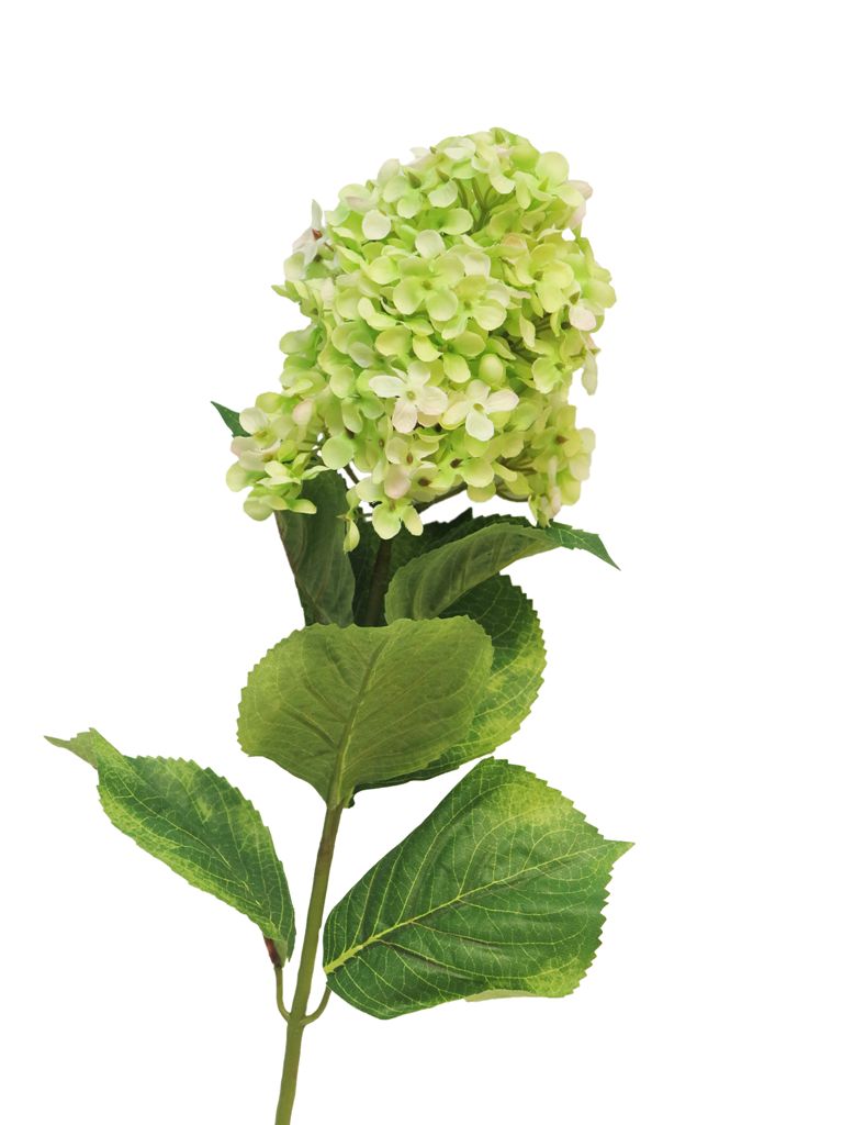 Hydrangea microphila
