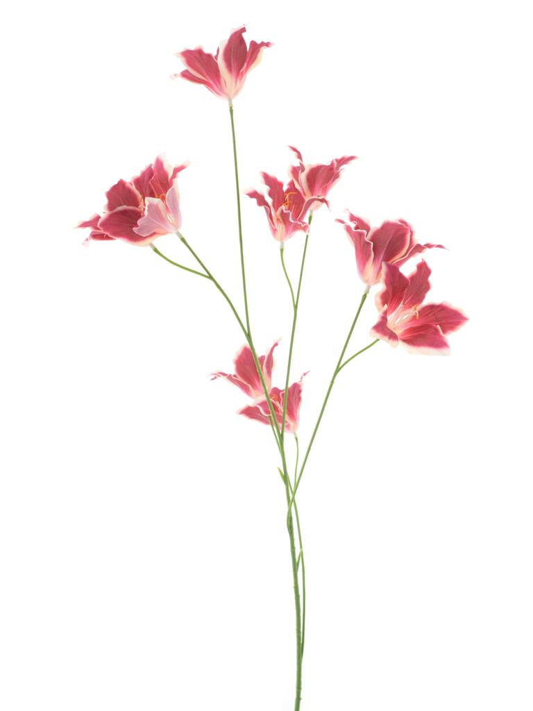 Wild lily spray