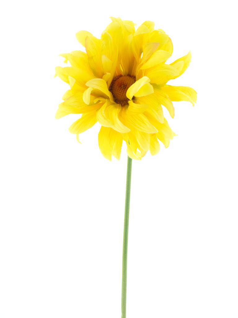 Gerbera spray lotte