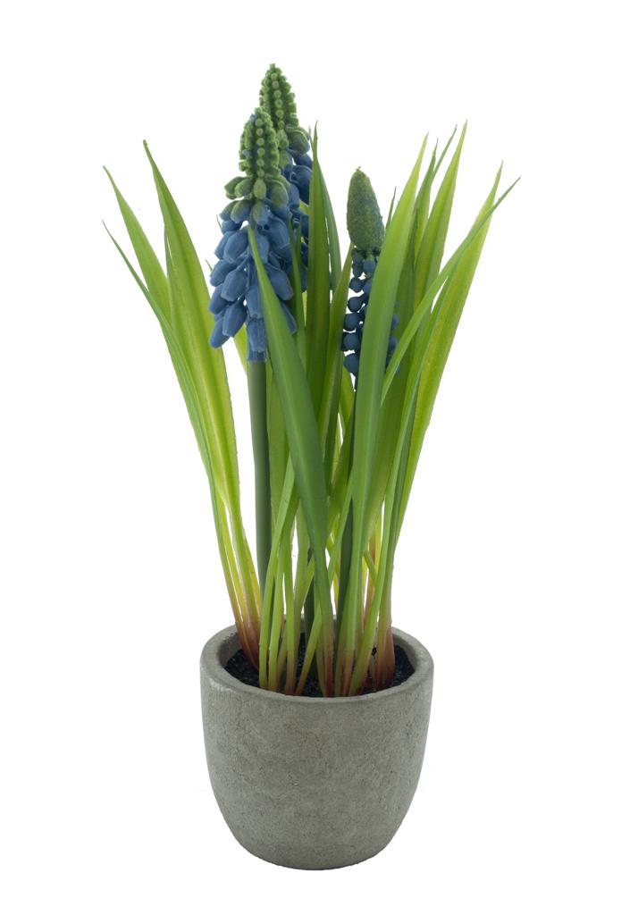 Muscari in pot