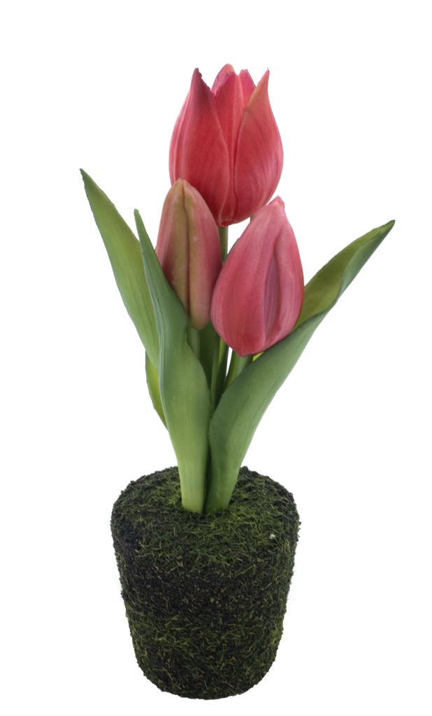 Tulip sally in pot