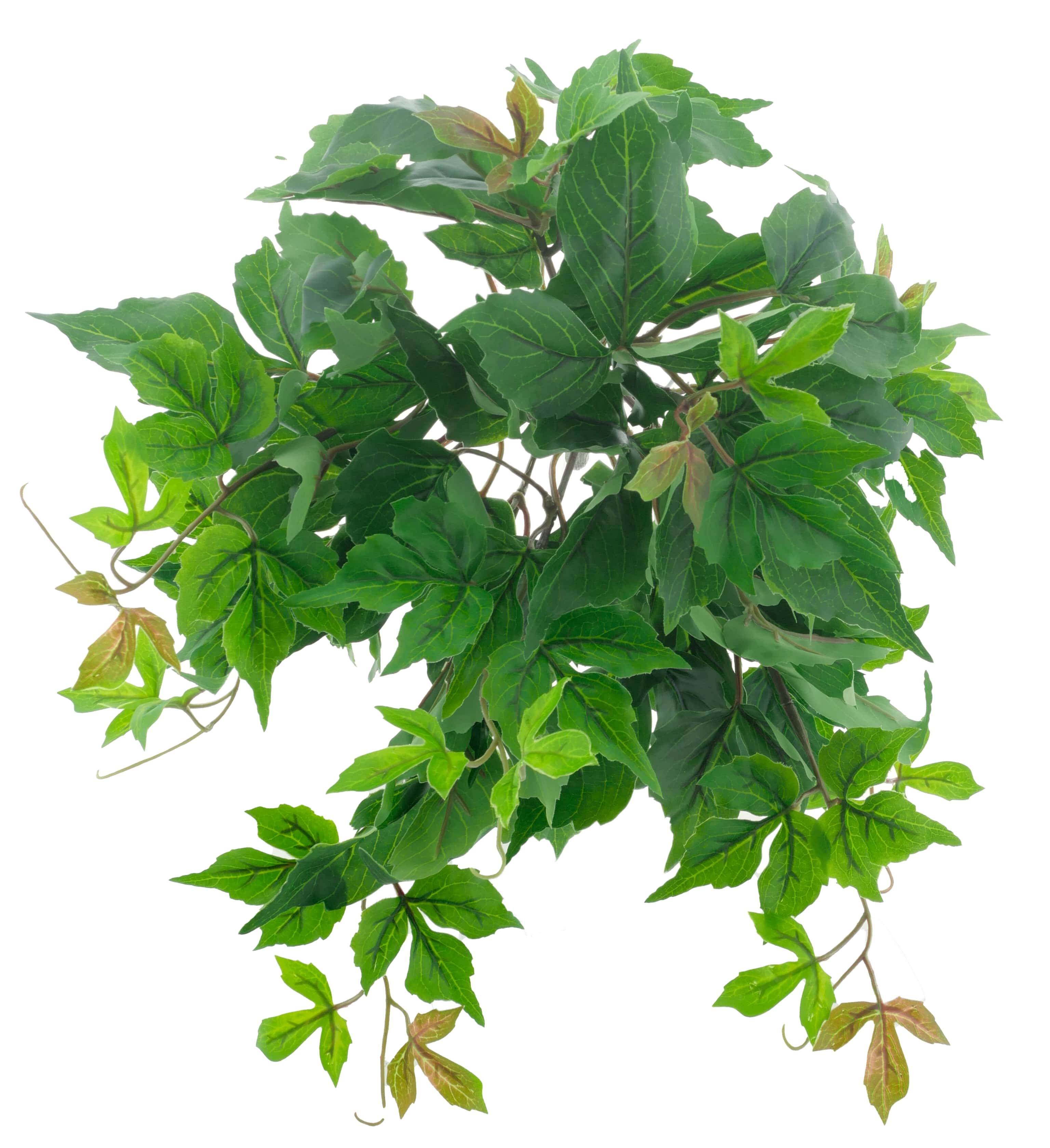 Boston ivy bush eco