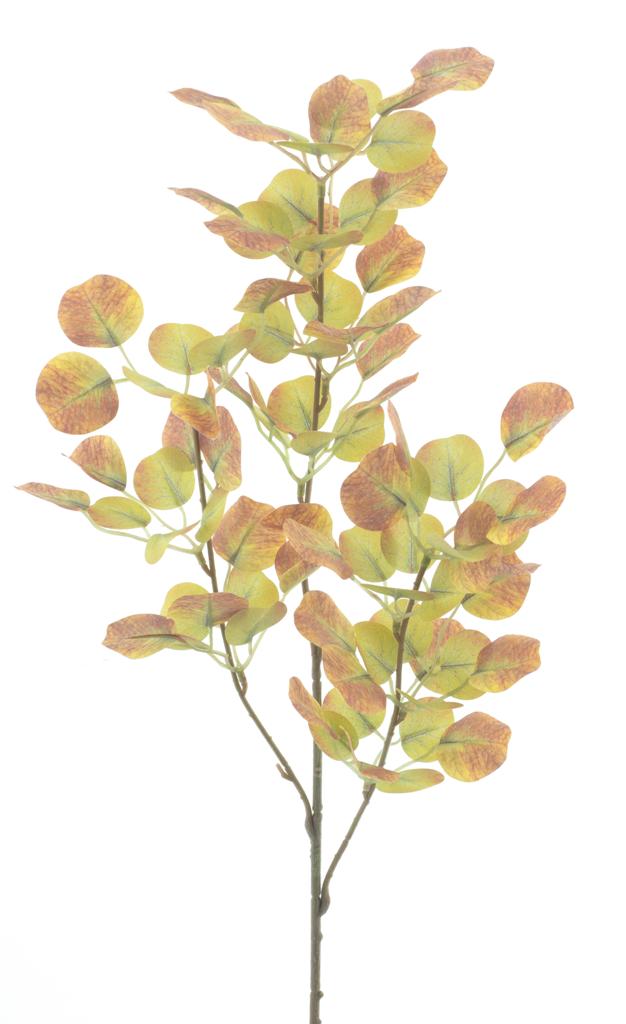 Eucalyptus spray