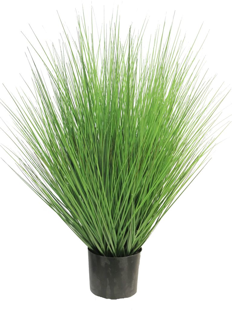 Grass king festuca