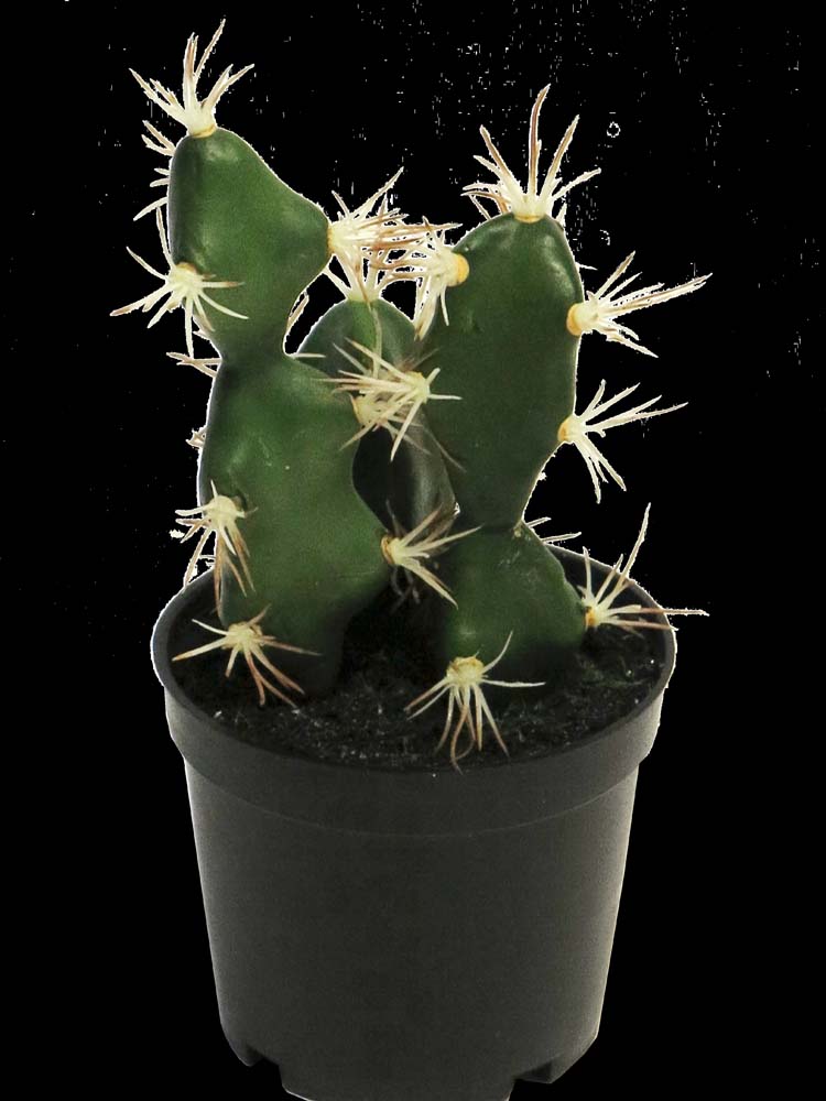 Cactus sydney