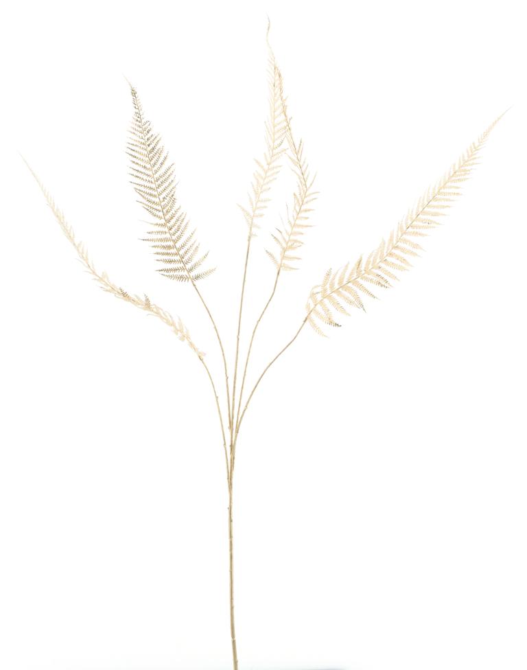 Sword fern spray