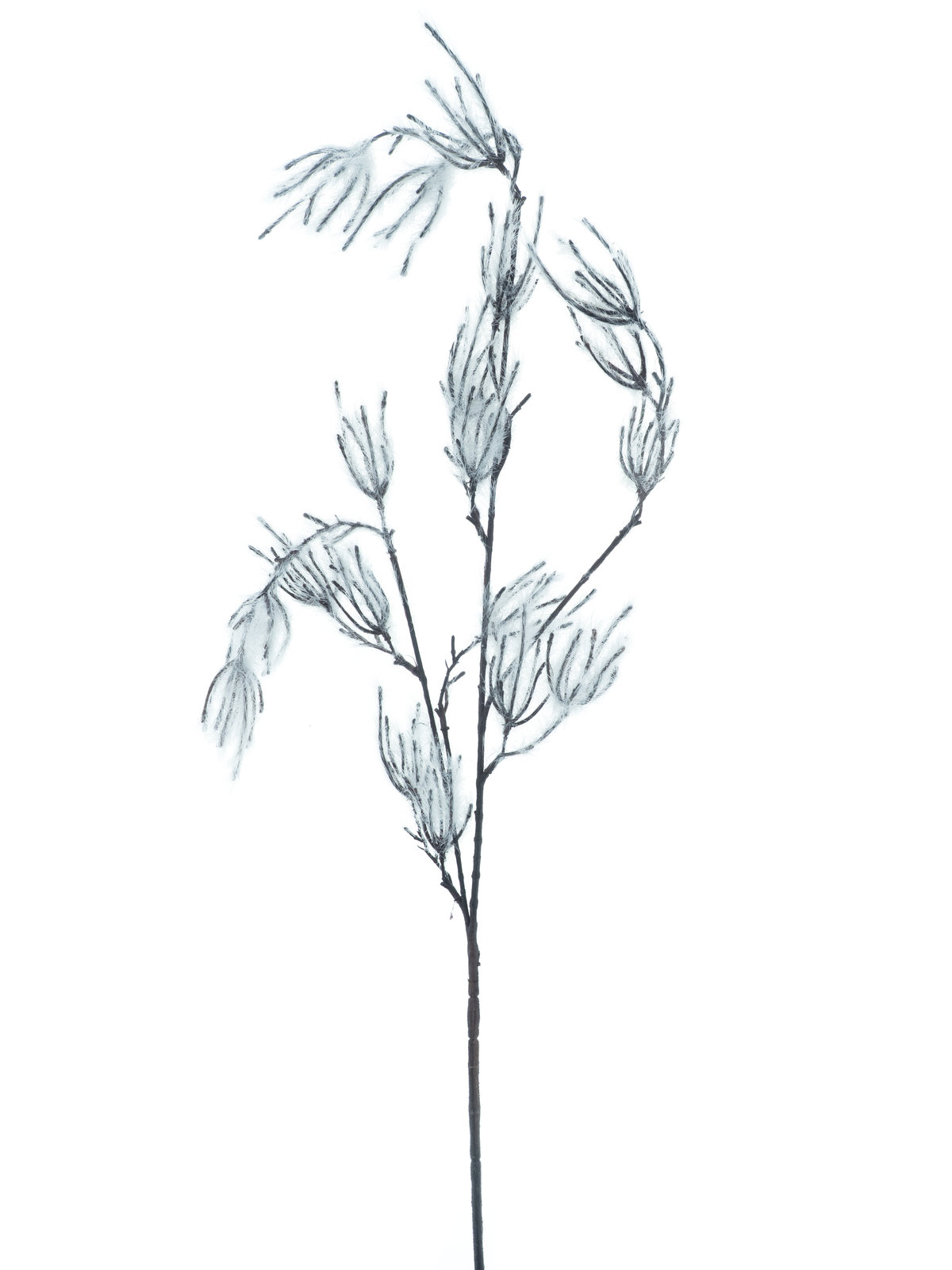 Wild pine spray