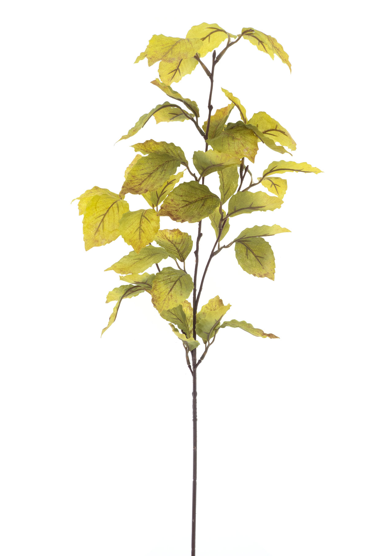 Sala leaf spray
