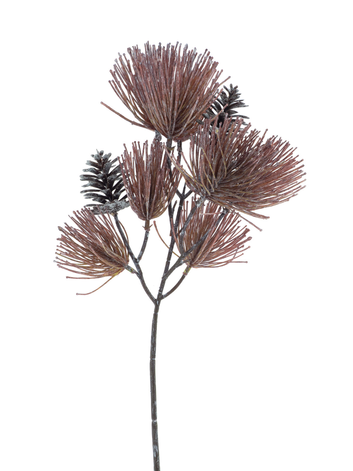 Pinus spray w/cone