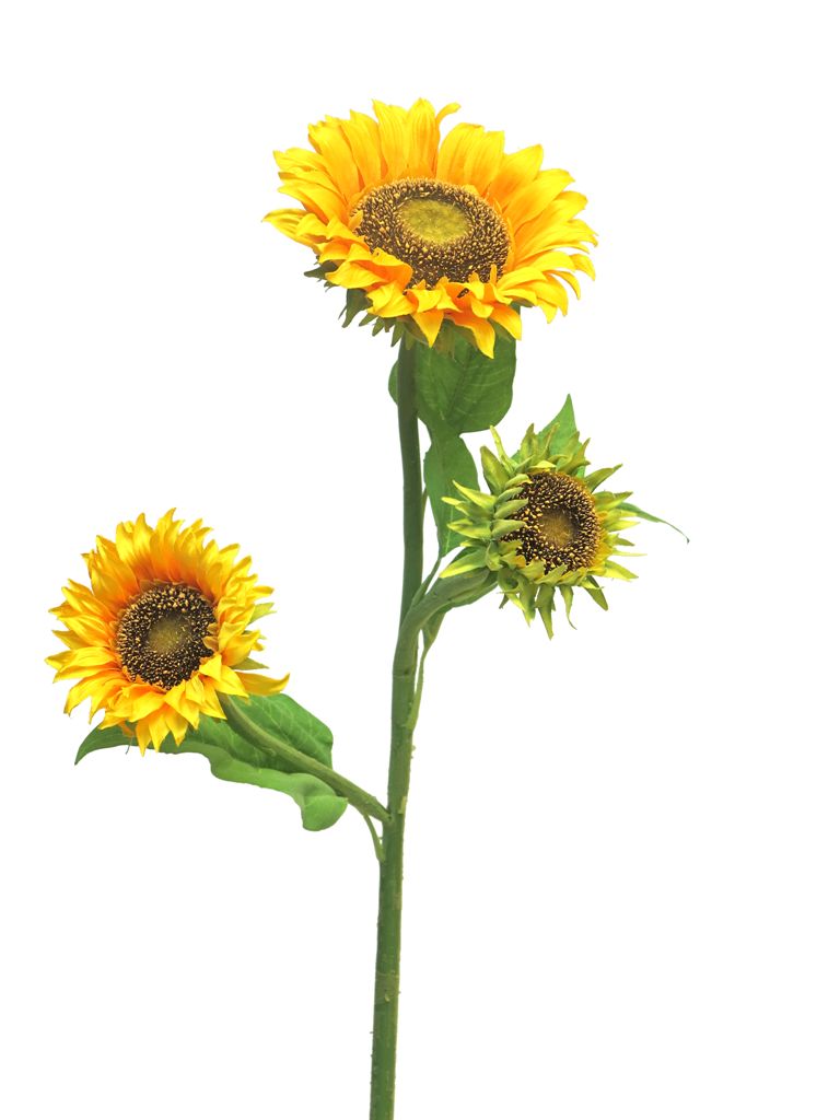 Sunflower tuscany