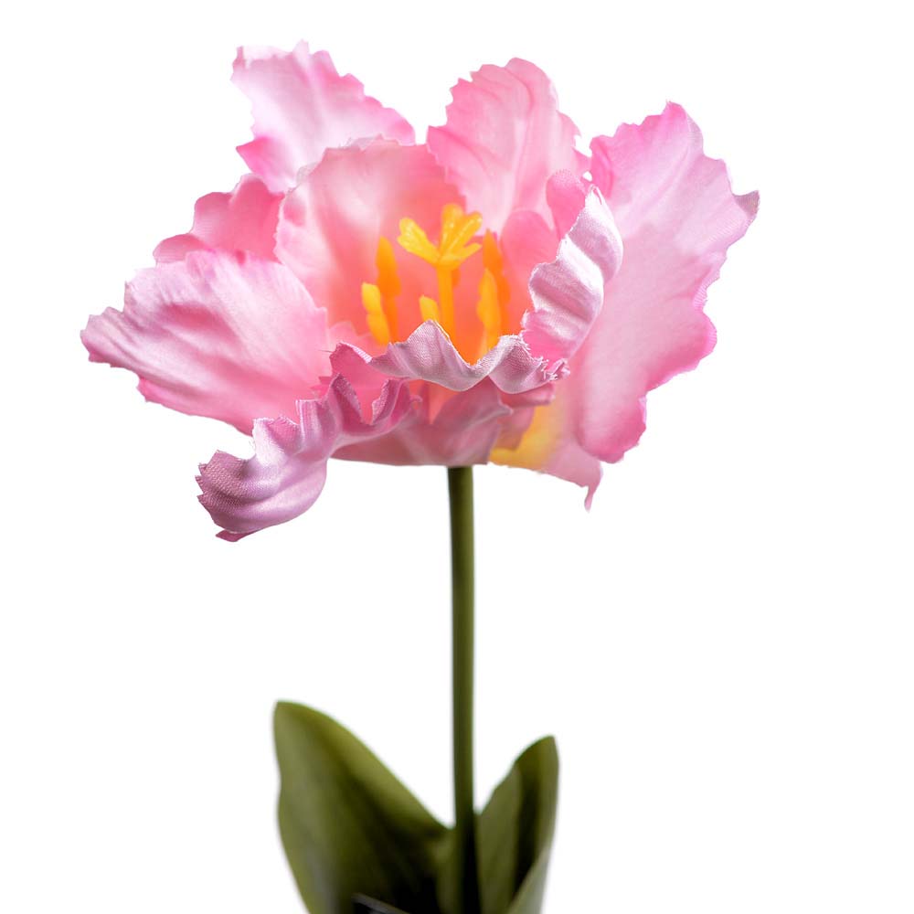 Tulip